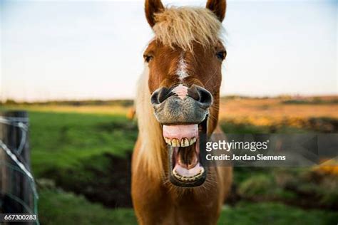 4,552 Funny Horses Stock Photos & High